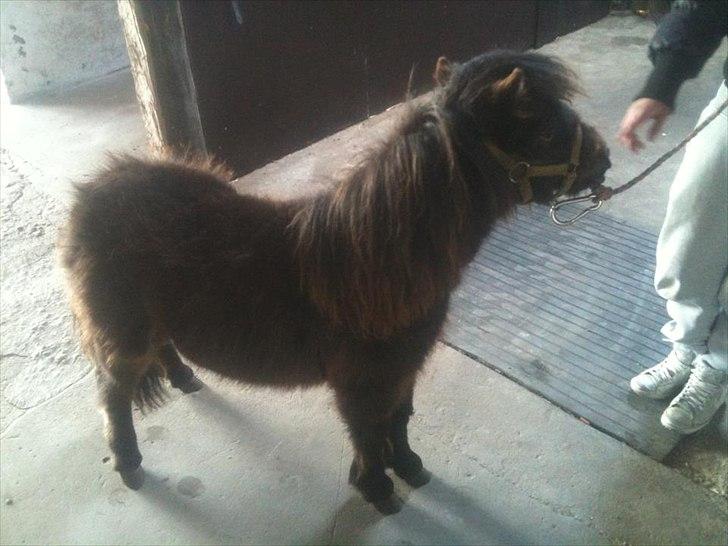 Shetlænder Annika. billede 2