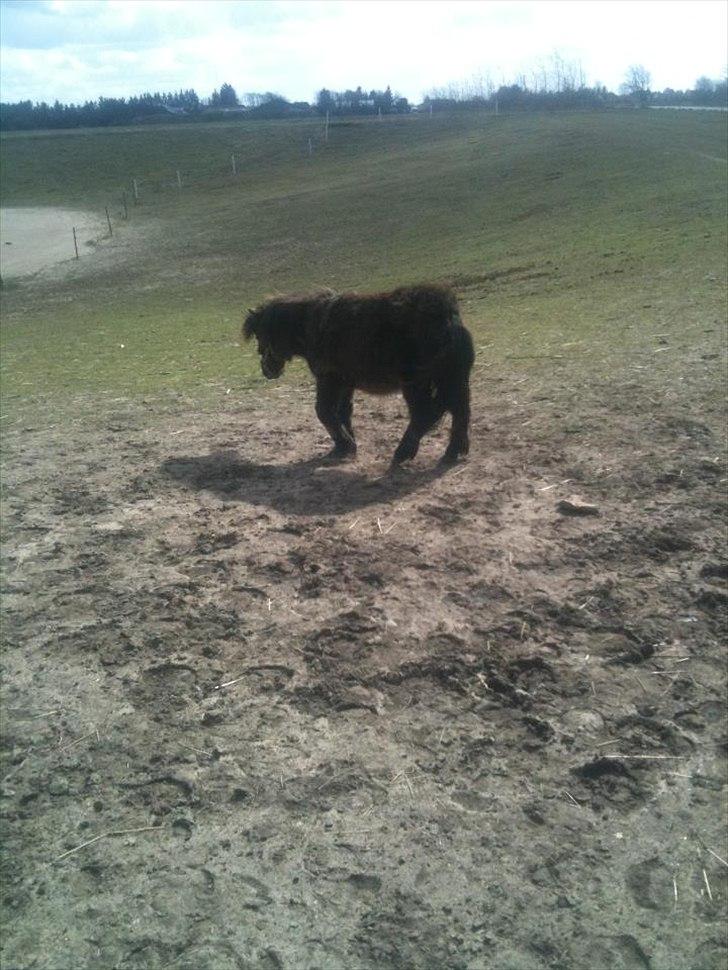 Shetlænder Annika. billede 3