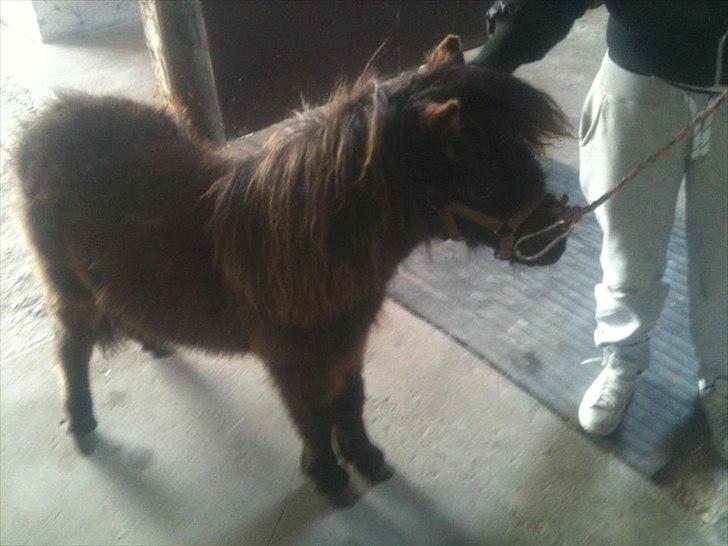 Shetlænder Annika. billede 4