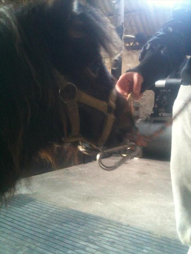 Shetlænder Annika. billede 5