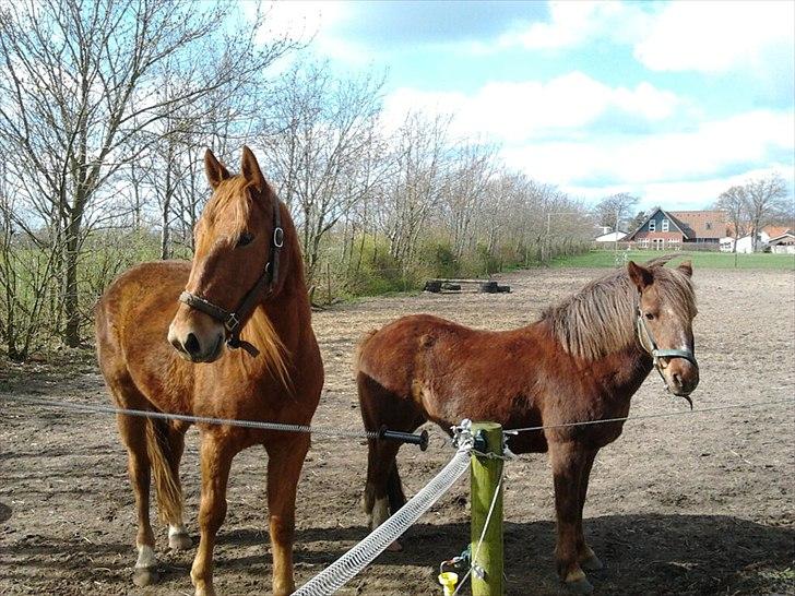 Anden særlig race bella billede 13