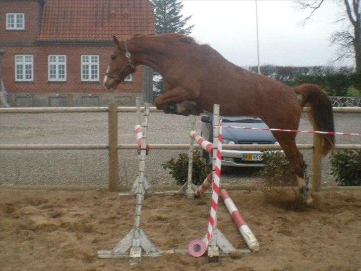 Anden særlig race Charlatan <3 - Tredje gang han bliver løssprunget :-) billede 9