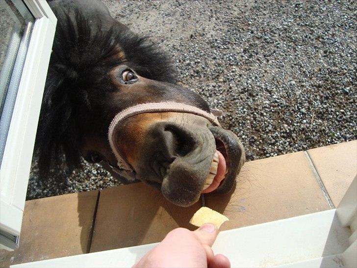 Shetlænder Robin - Roooooooooooooobs!:-)<3 billede 3