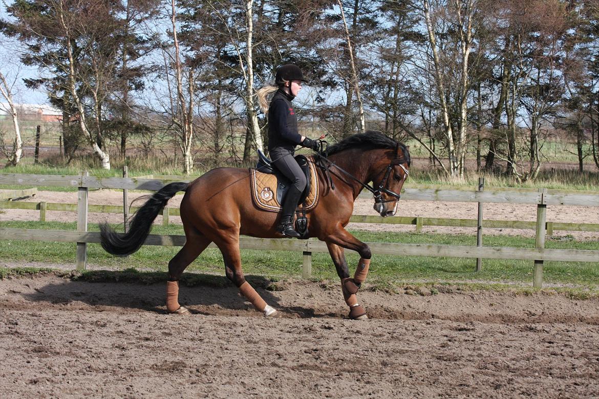 New Forest Odbjergs Elizar - Træning i april billede 17