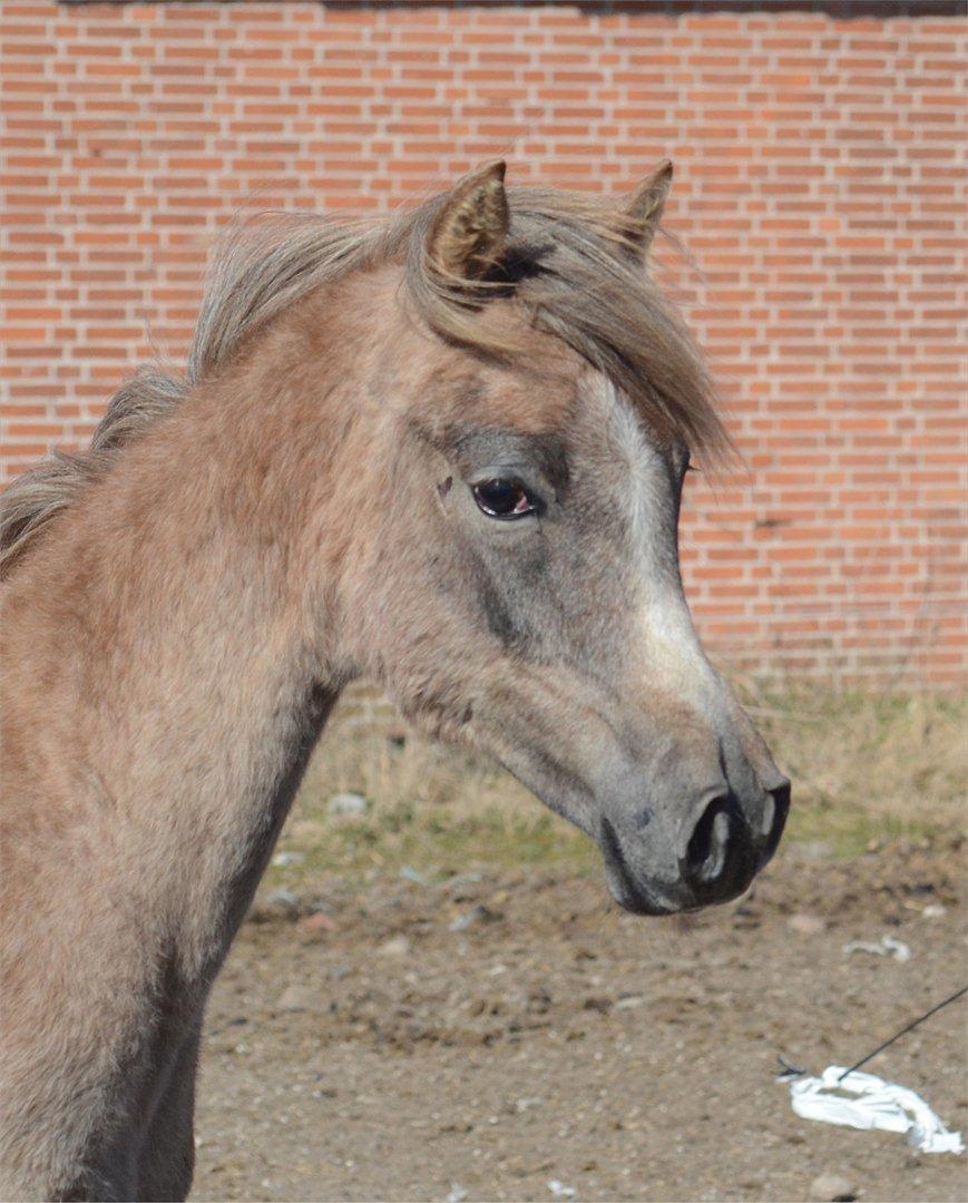 Arabisk fuldblod (OX) Frajana billede 11