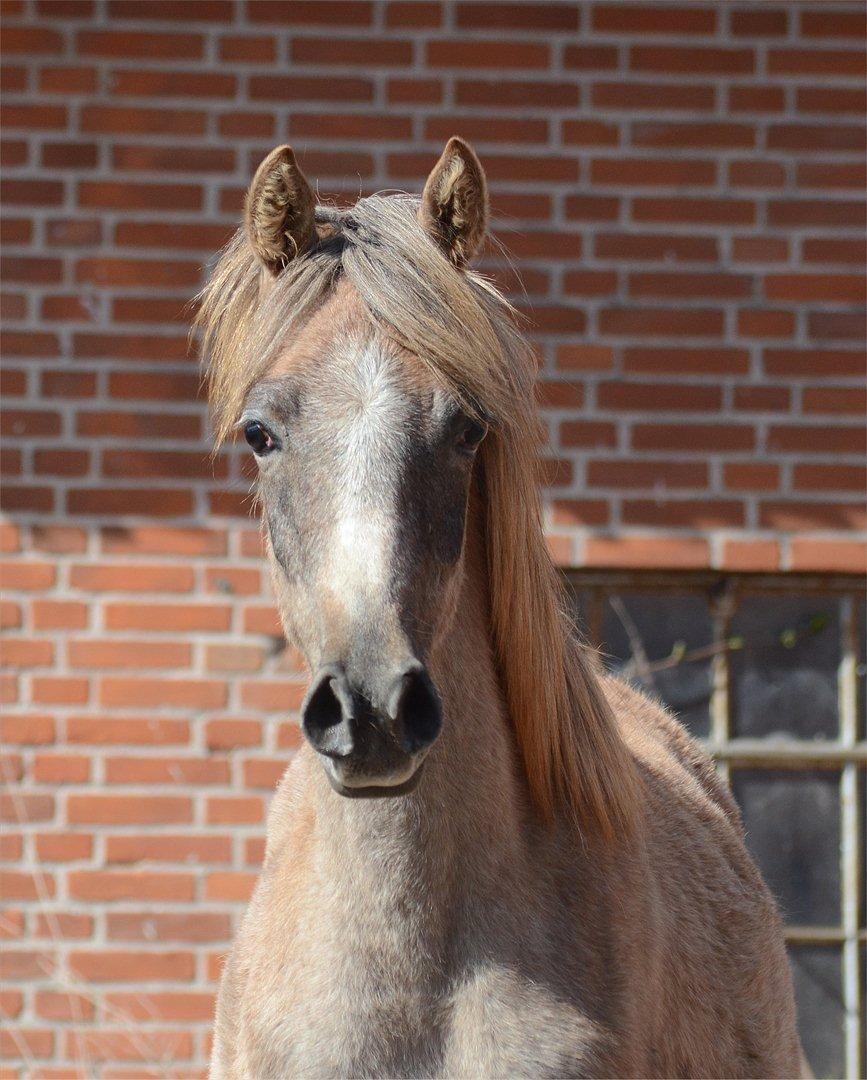 Arabisk fuldblod (OX) Frajana billede 12