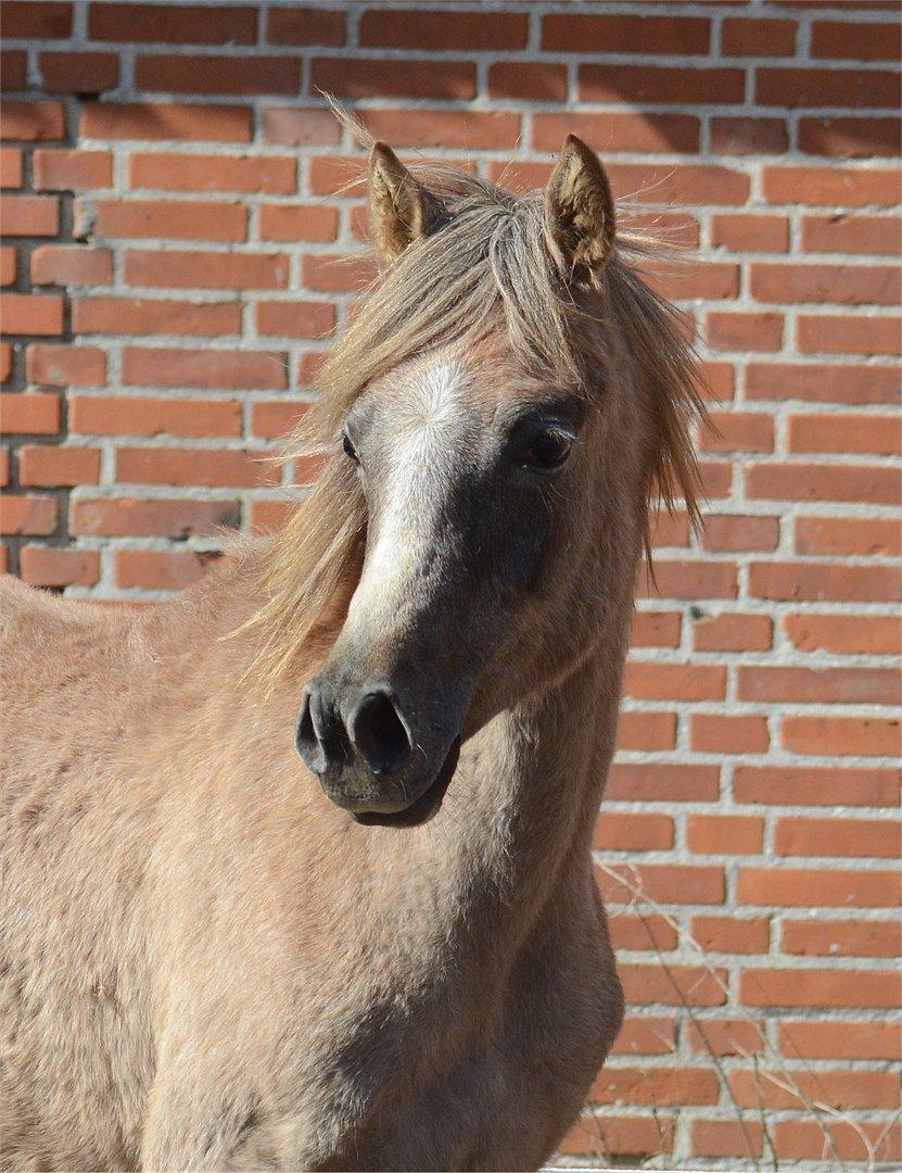 Arabisk fuldblod (OX) Frajana billede 8