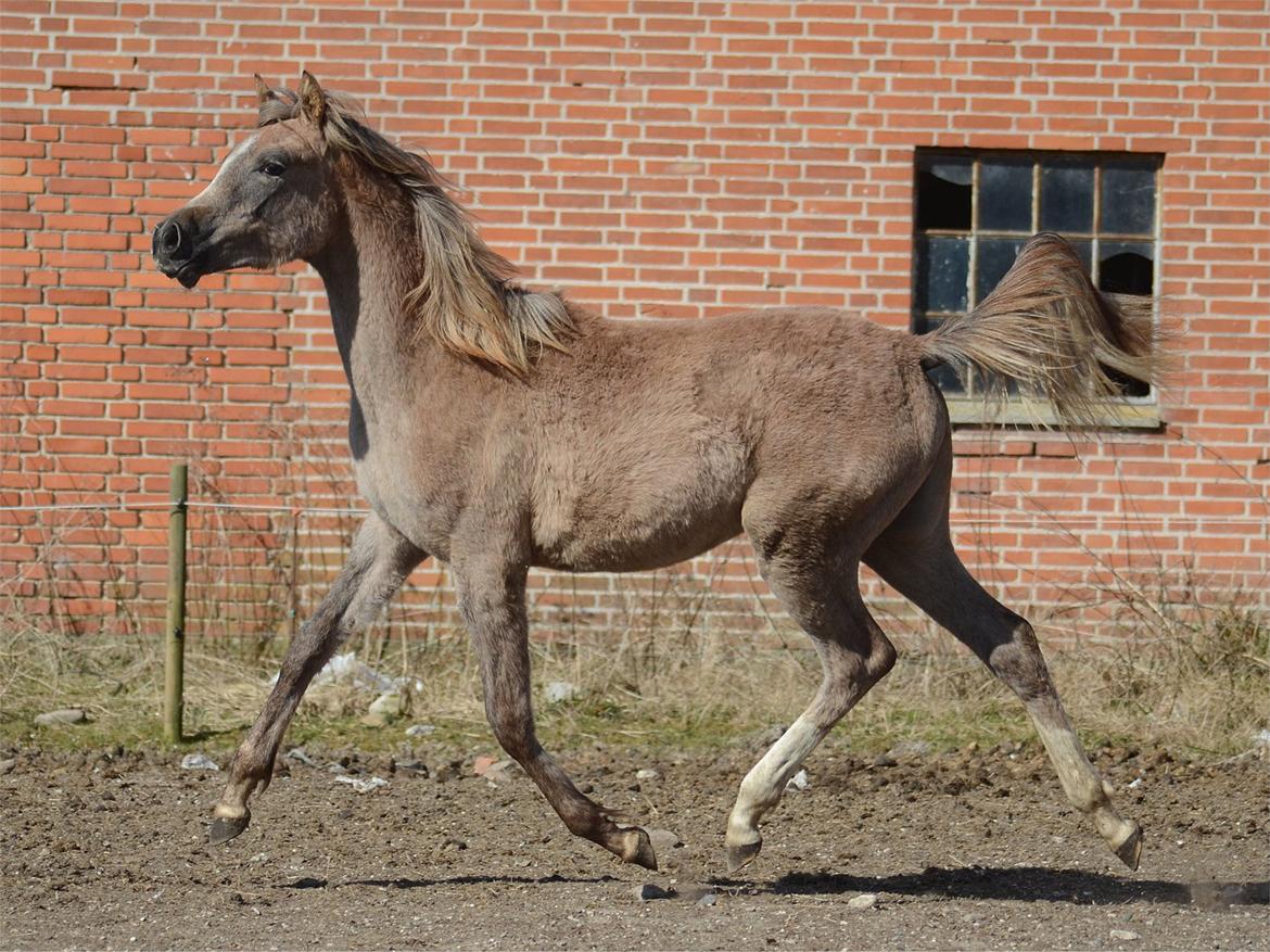 Arabisk fuldblod (OX) Frajana billede 9