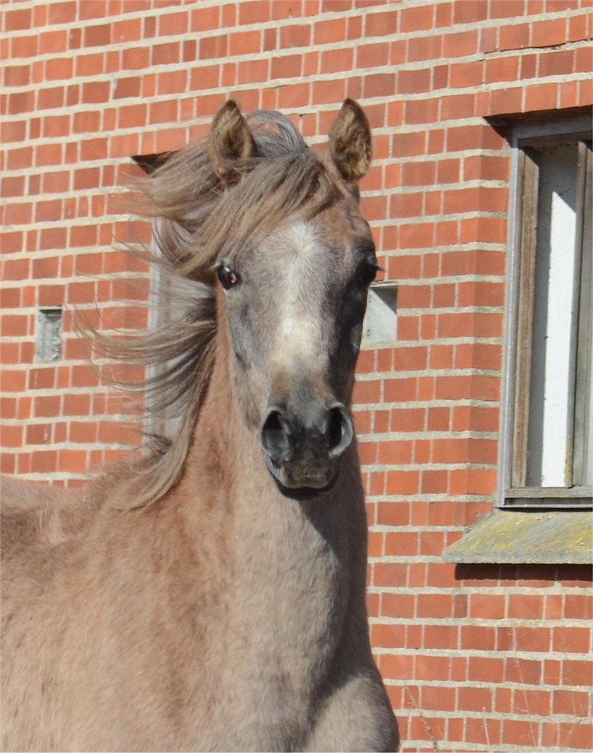 Arabisk fuldblod (OX) Frajana billede 10