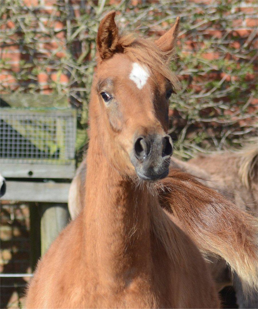 Arabisk fuldblod (OX) KI Gharib billede 2