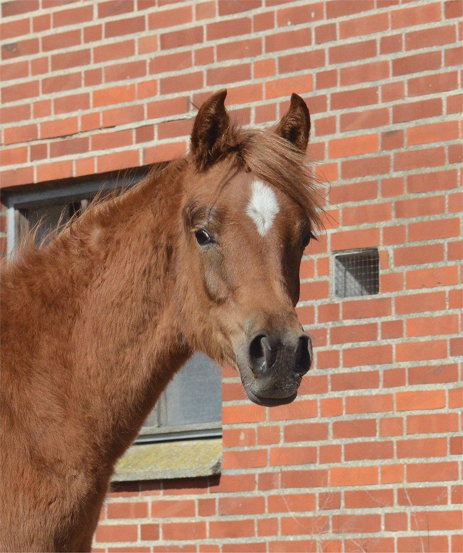 Arabisk fuldblod (OX) KI Gharib billede 1