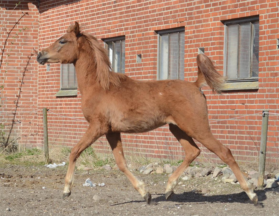 Arabisk fuldblod (OX) KI Gharib billede 3