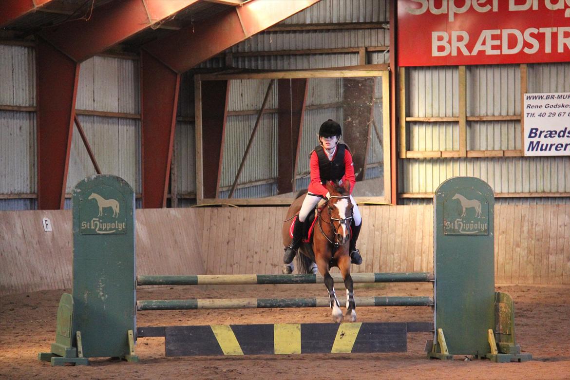 Hollandsk Sportspony Álice - LA billede 4