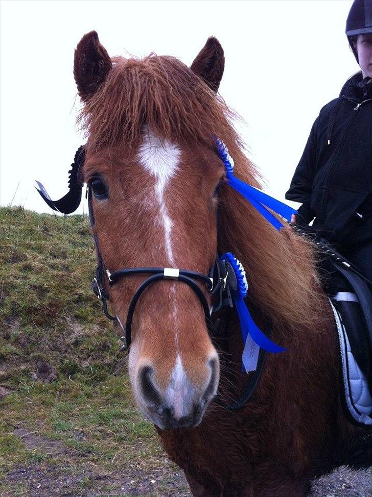 Islænder .:Gaski Fra Stokbro:. .:Perlen: *Mors* - 
Vores bedste islnadske stævne hvor vi kom hjem med 2 blå rossetet!!! *-:<333 billede 2