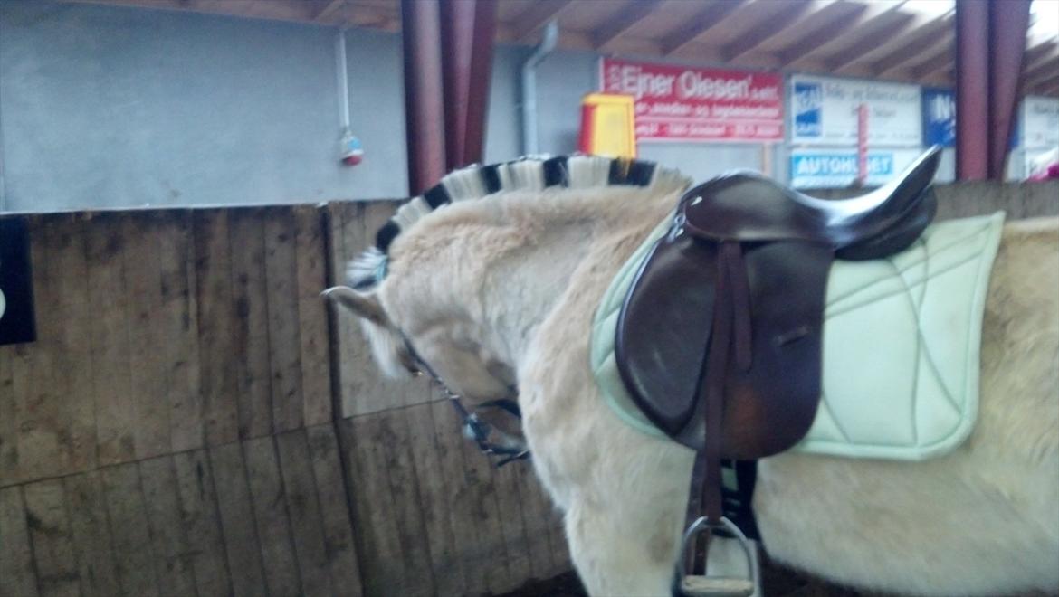 Fjordhest Hæstrups julius billede 3