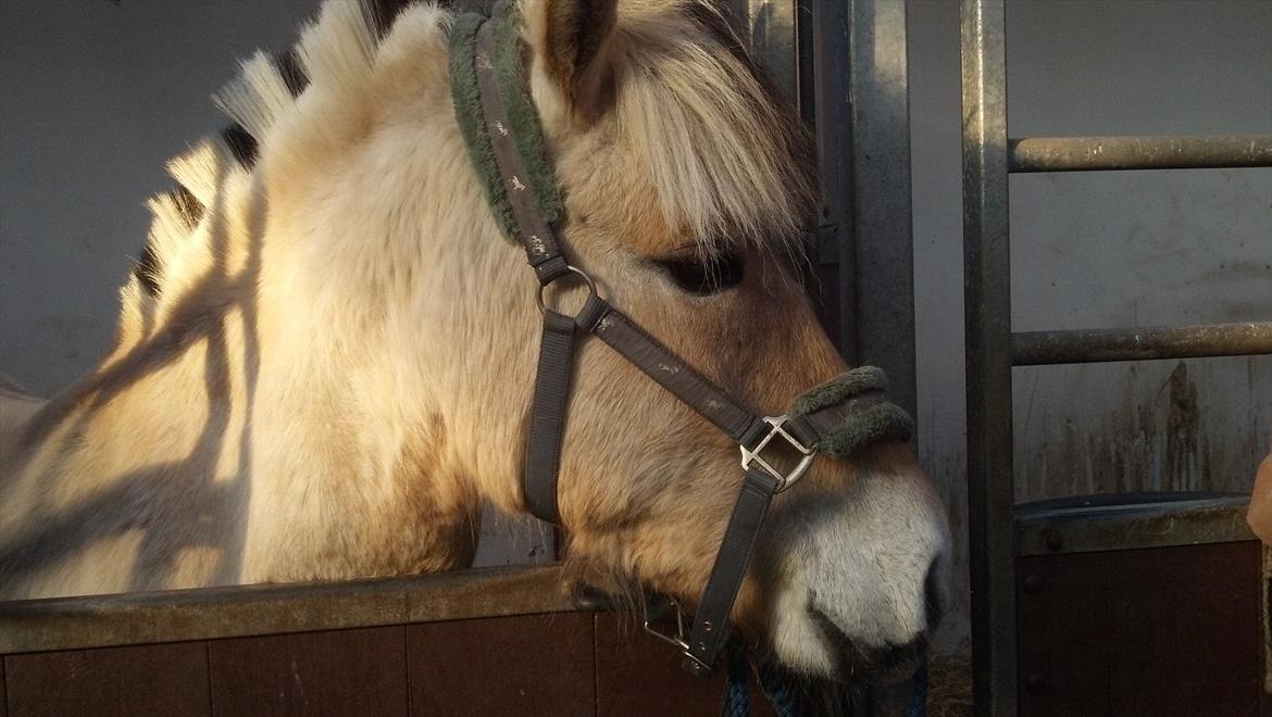 Fjordhest Hæstrups julius billede 1