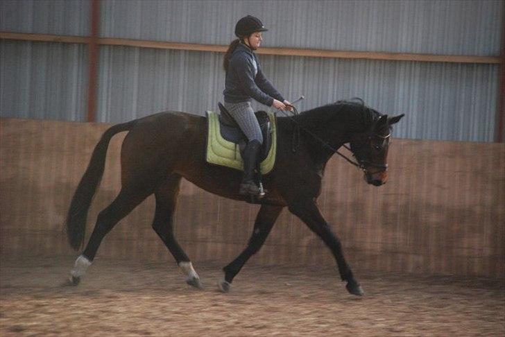 Dansk Varmblod Astoria - Marts 2010 - kort efter jeg havde købt hende  billede 3