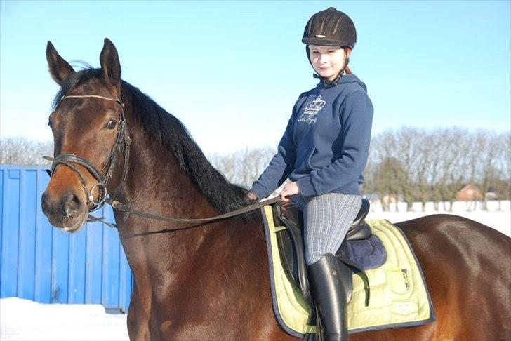 Dansk Varmblod Astoria - Marts 2010 - kort efter jeg havde købt hende  billede 4