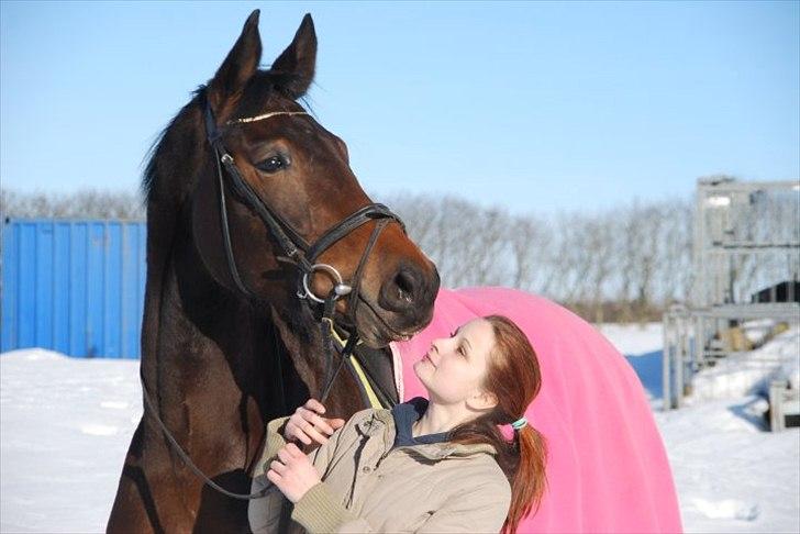 Dansk Varmblod Astoria - Marts 2010 - kort efter jeg havde købt hende  billede 5