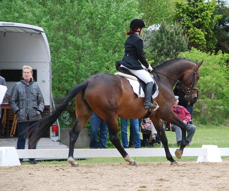 Dansk Varmblod Astoria - maj 2010 - DSA, som desværre ikke gik som forventet. Jeg havde svært ved at vise hende i trav billede 6