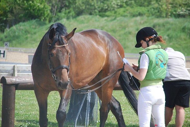 Dansk Varmblod Astoria - juni 2010 billede 7