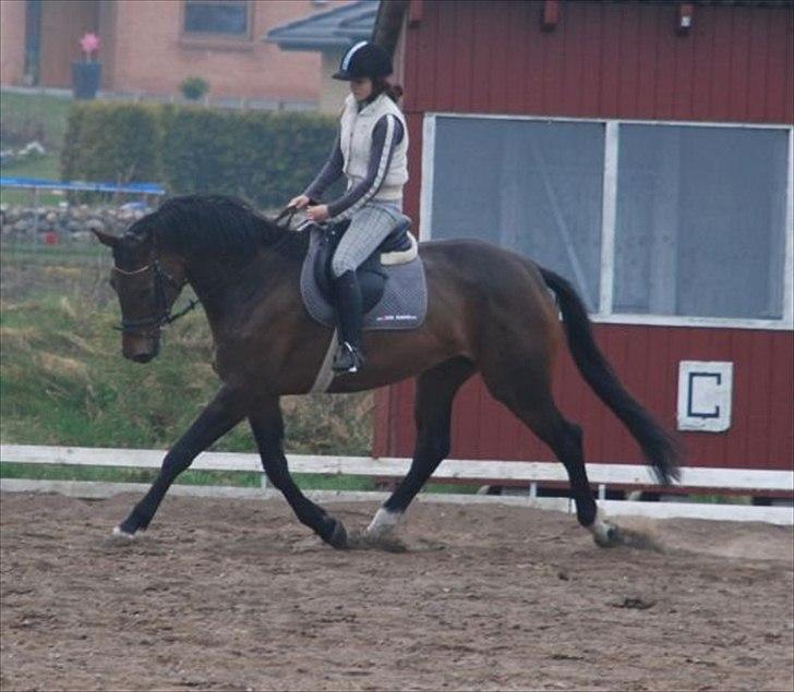 Dansk Varmblod Astoria - Maj 2010 billede 9