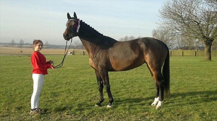 Dansk Varmblod Astoria - Januar 2012. billedet er fra kåringen :) <3 billede 10