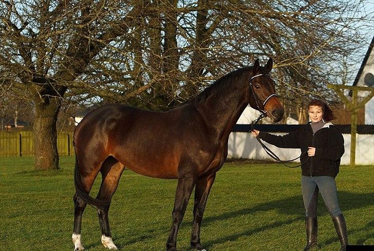 Dansk Varmblod Astoria - December 2011 billede 8