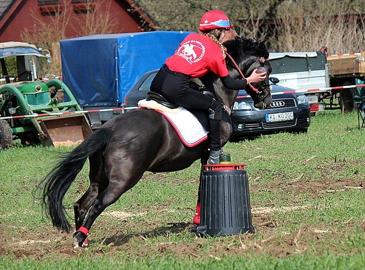 Anden særlig race Shotterfly Honey Tidl. Hest billede 8