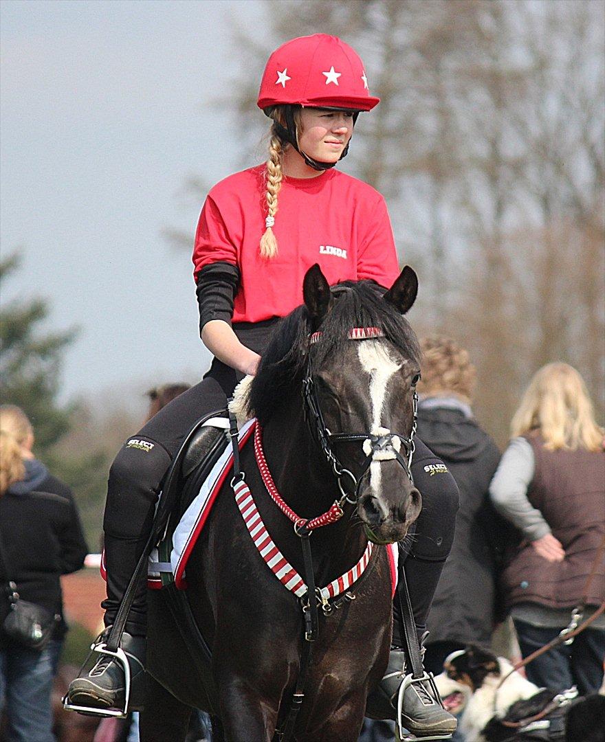 Anden særlig race Shotterfly Honey Tidl. Hest billede 3