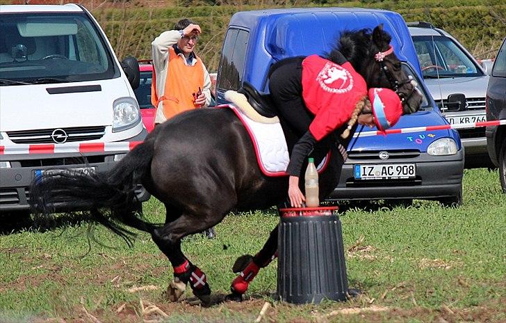 Anden særlig race Shotterfly Honey Tidl. Hest billede 6