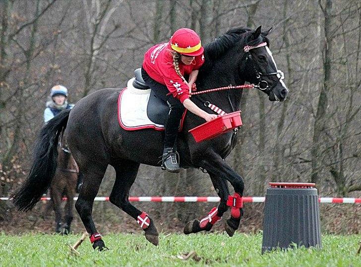 Anden særlig race Shotterfly Honey Tidl. Hest billede 5