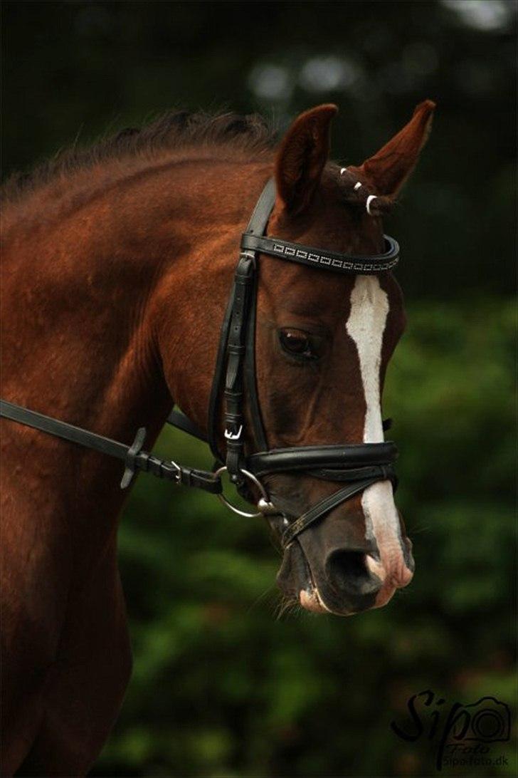 Welsh Cob (sec D) Lady Susanne billede 1