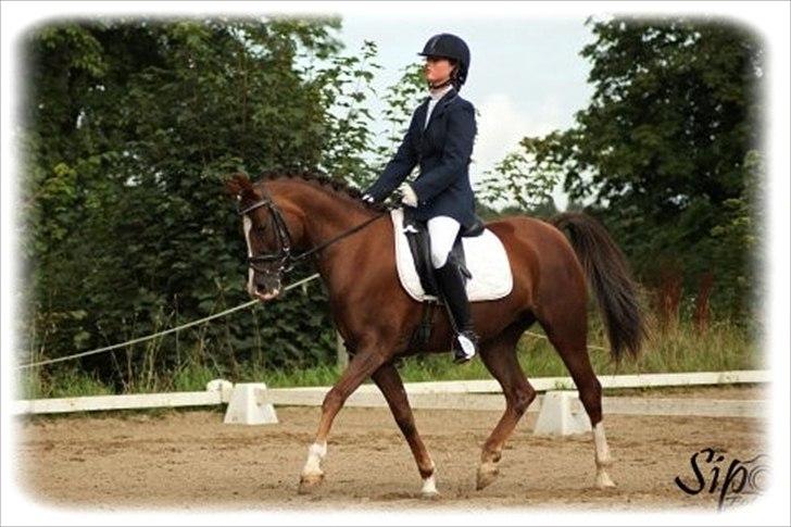 Welsh Cob (sec D) Lady Susanne billede 2