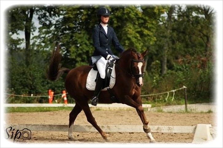 Welsh Cob (sec D) Lady Susanne billede 3