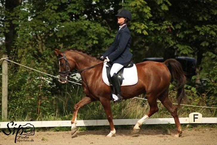 Welsh Cob (sec D) Lady Susanne billede 4