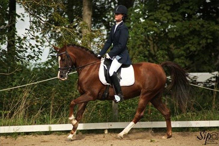 Welsh Cob (sec D) Lady Susanne billede 5