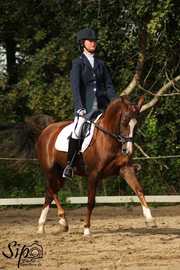 Welsh Cob (sec D) Lady Susanne billede 6