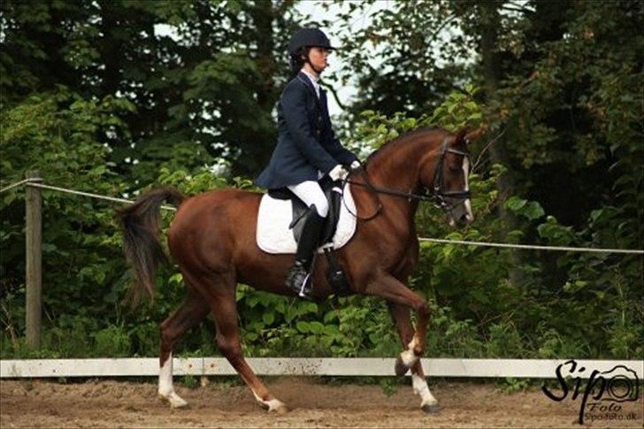 Welsh Cob (sec D) Lady Susanne billede 7