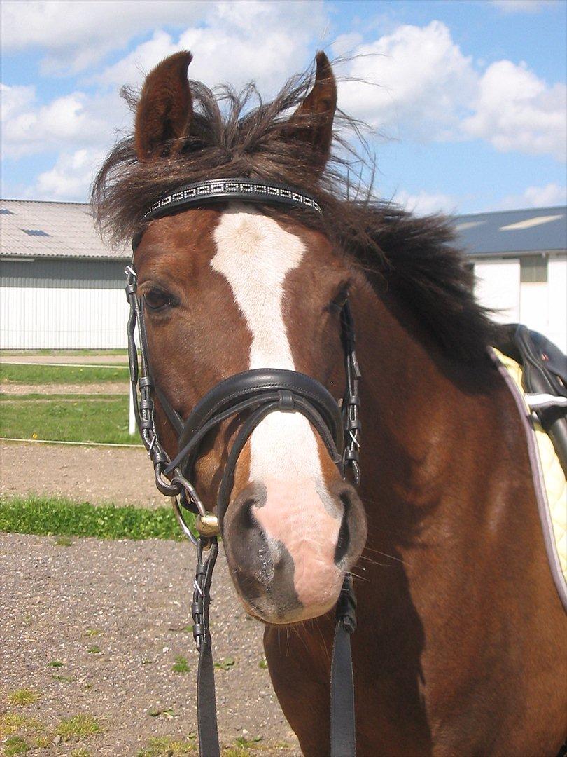 Welsh Cob (sec D) Lady Susanne billede 10