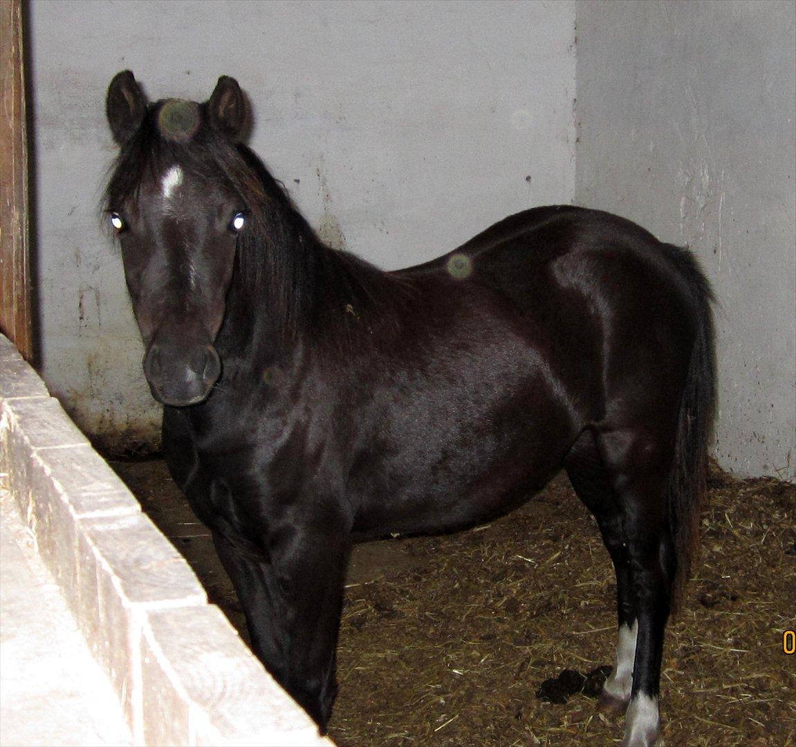 Welsh Mountain (sec A) Piccasso billede 14