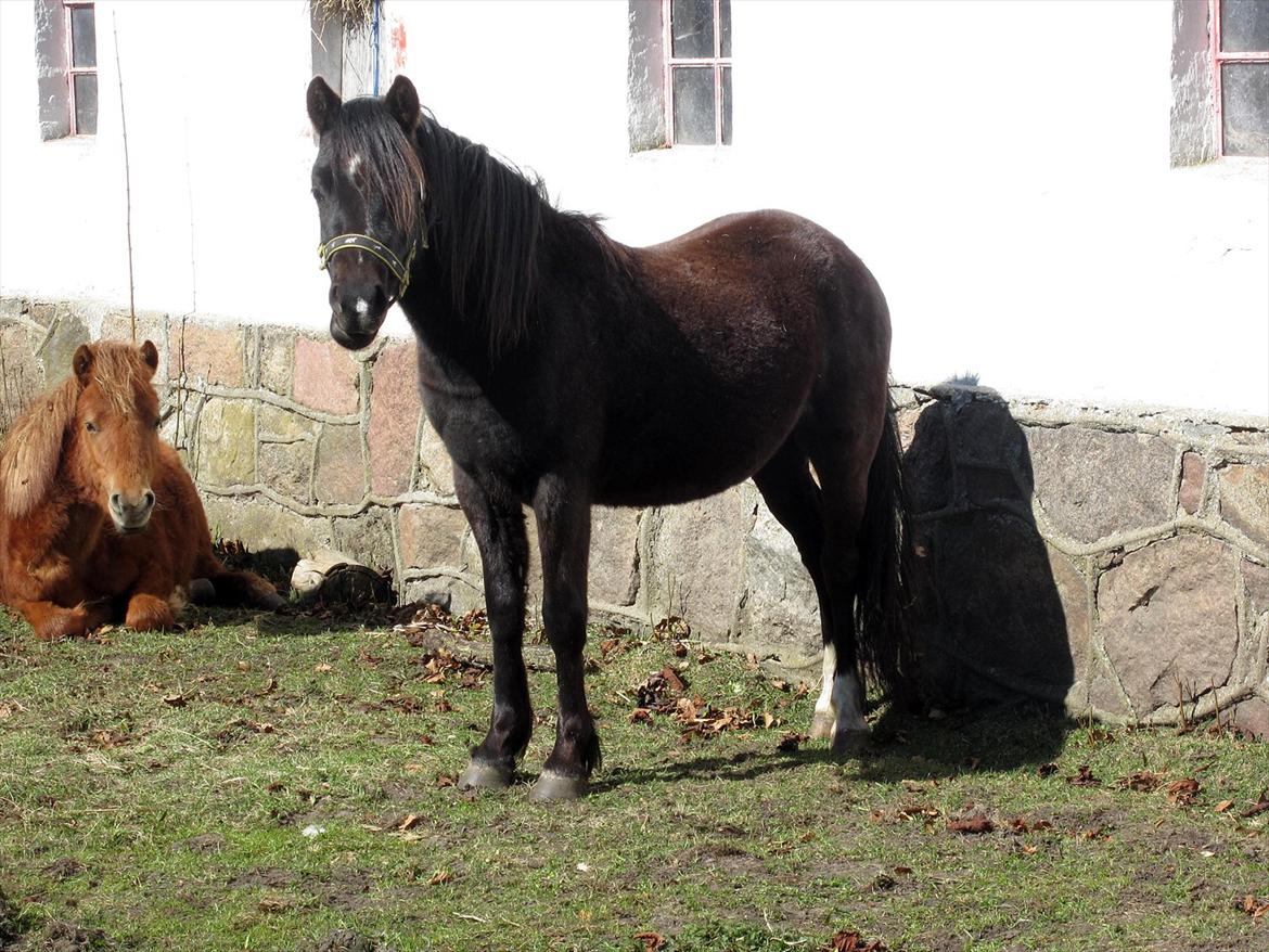 Welsh Mountain (sec A) Piccasso billede 1