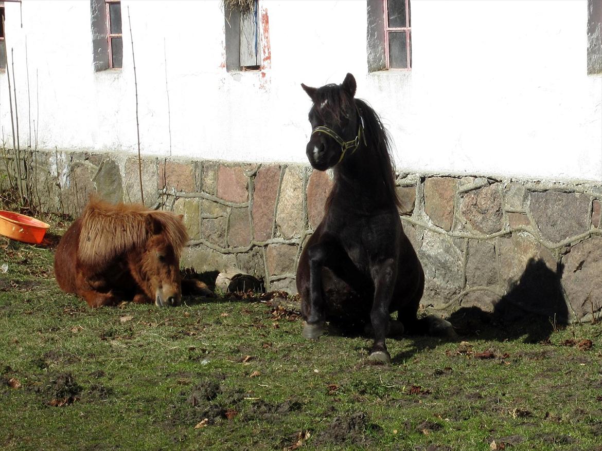 Welsh Mountain (sec A) Piccasso billede 15