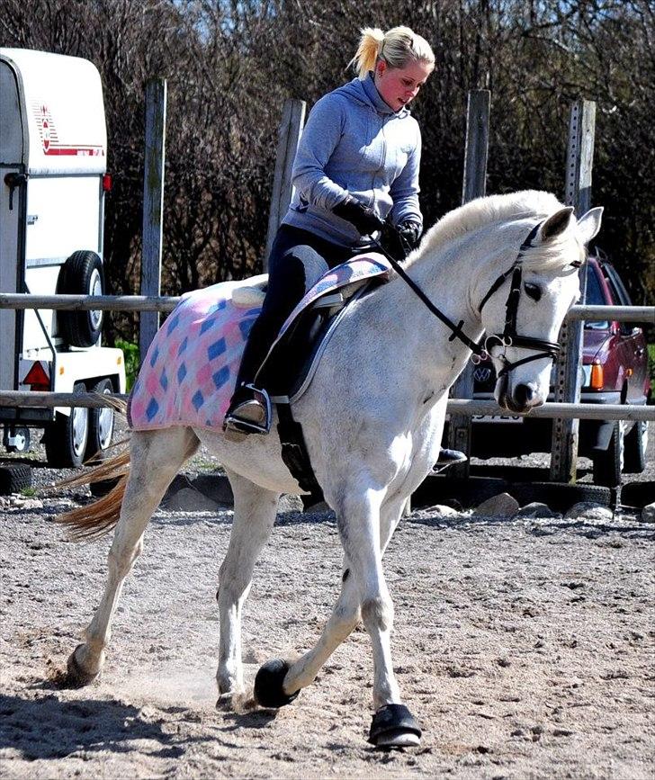 Hollandsk Sportspony Orlanda Downland - Fotograf: Nadja Larsen billede 2
