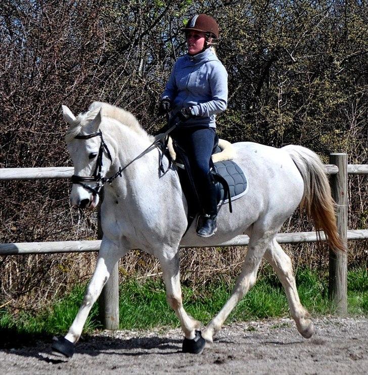 Hollandsk Sportspony Orlanda Downland - Fotograf: Nadja Larsen billede 3