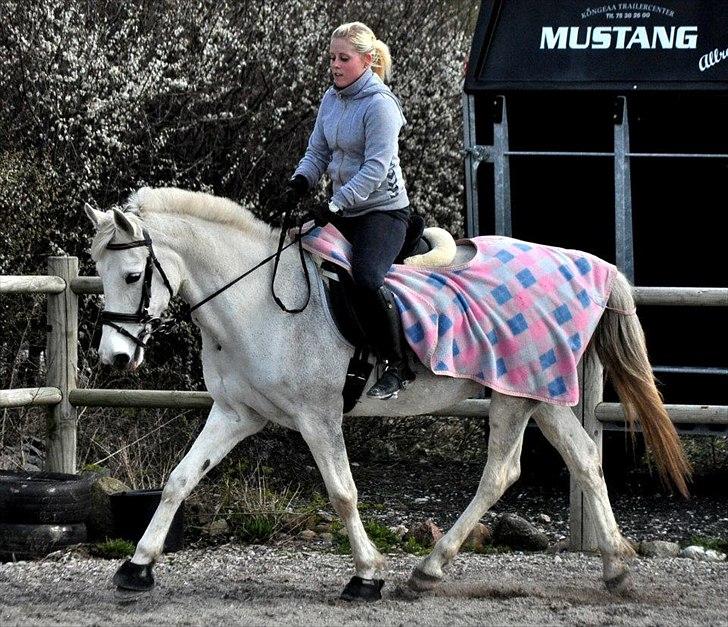 Hollandsk Sportspony Orlanda Downland - Fotograf: Nadja Larsen billede 6