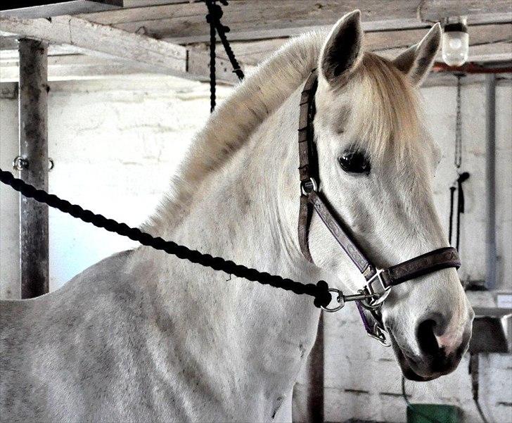 Hollandsk Sportspony Orlanda Downland - <3 Fotograf: Nadja Larsen billede 7