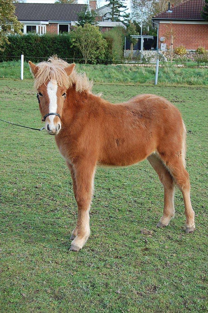 Islænder Madonna *Medina* fra Gridurholti - nov 11 (6 mdr) billede 19