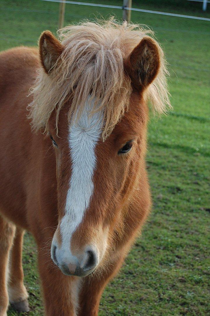 Islænder Madonna *Medina* fra Gridurholti - 6 mdr billede 1