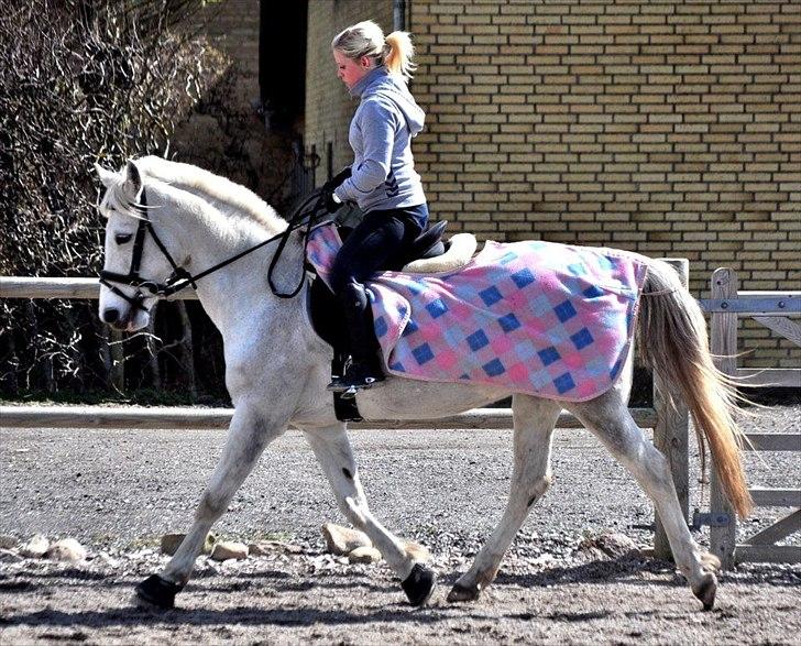 Hollandsk Sportspony Orlanda Downland - Fotograf: Nadja Larsen billede 8